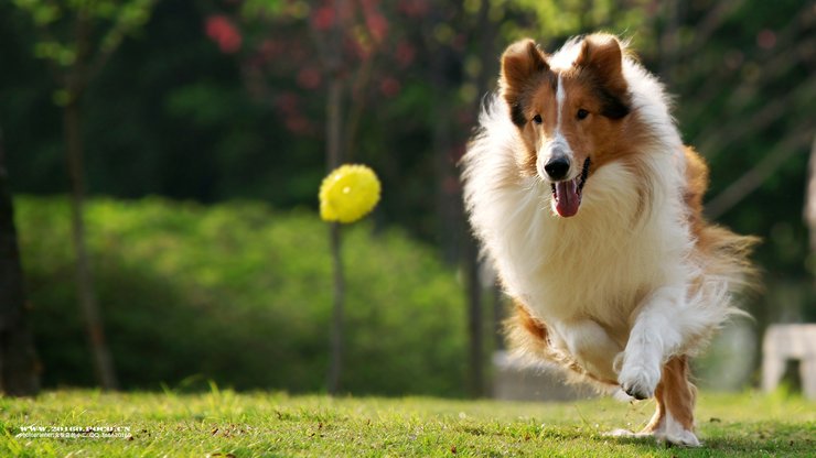 宠物 狗 汪星人 牧羊犬