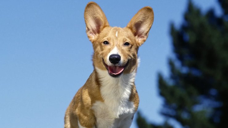 宠物 狗 汪星人 柯基犬