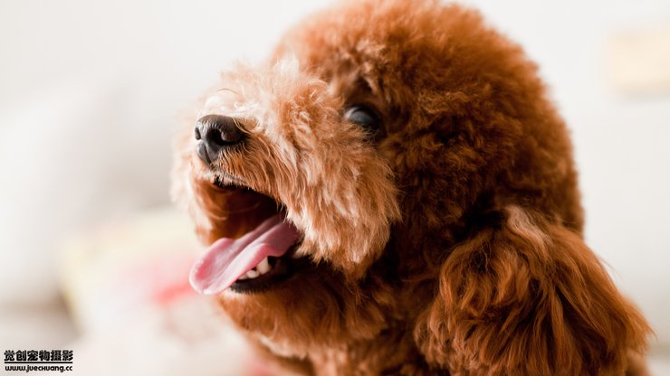 宠物 狗 汪星人 泰迪犬