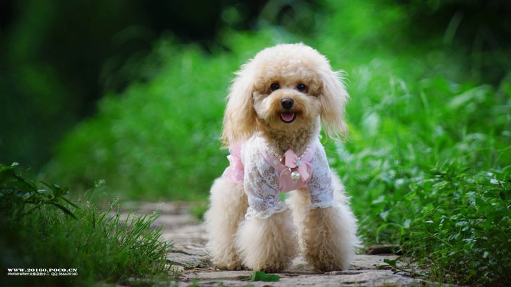 宠物 狗 汪星人 贵宾犬