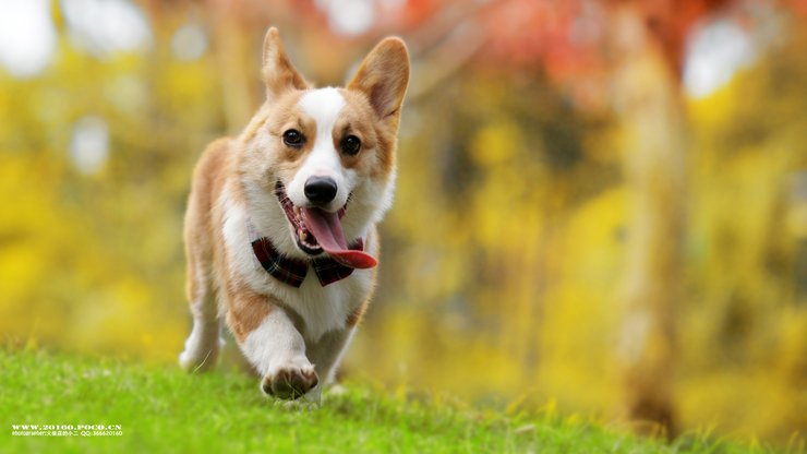 宠物 狗 汪星人 柯基犬