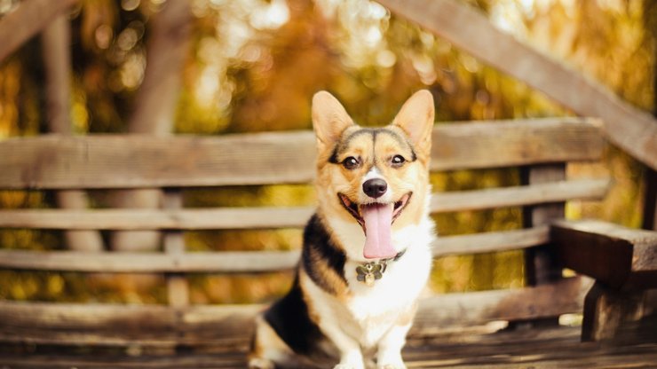 宠物 狗 汪星人 柯基犬