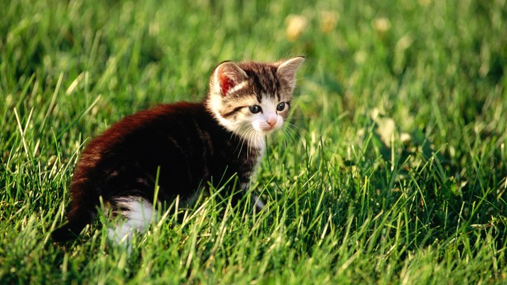 萌宠 猫 喵星人 可爱 古灵精怪