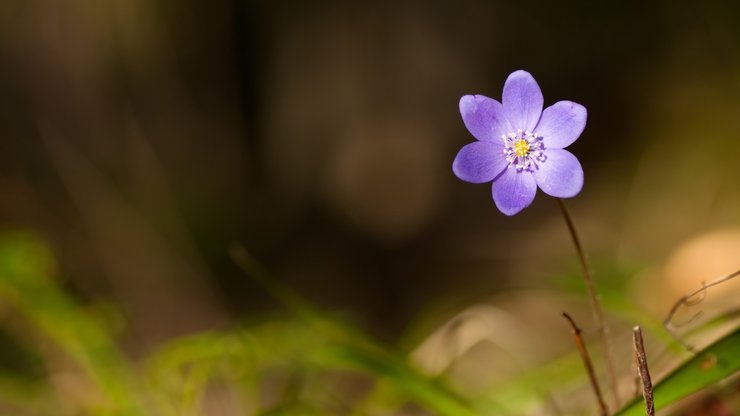 小清新 娇艳欲滴 花