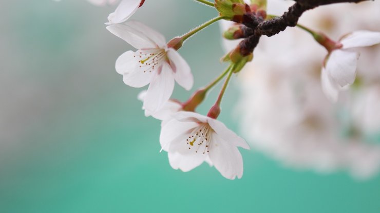 小清新 清新淡雅 花