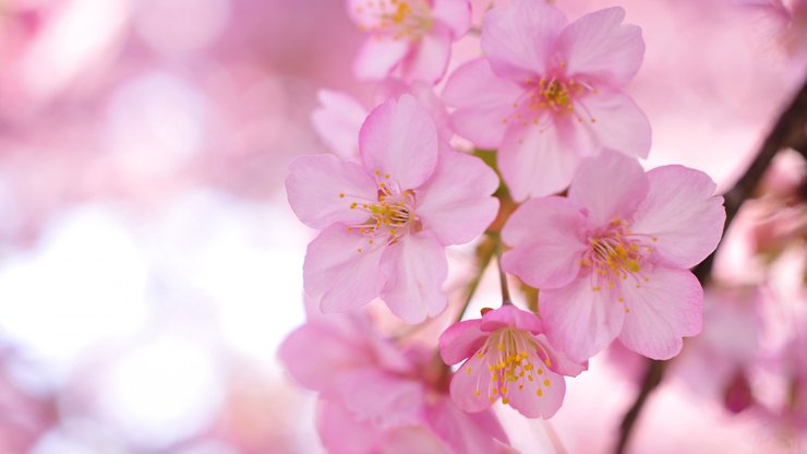 小清新 娇艳欲滴 花