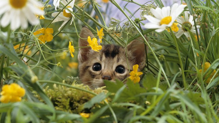 萌宠 动物 可爱 萌物 宠物 喵星人 猫 古灵精怪 儿童桌面专用