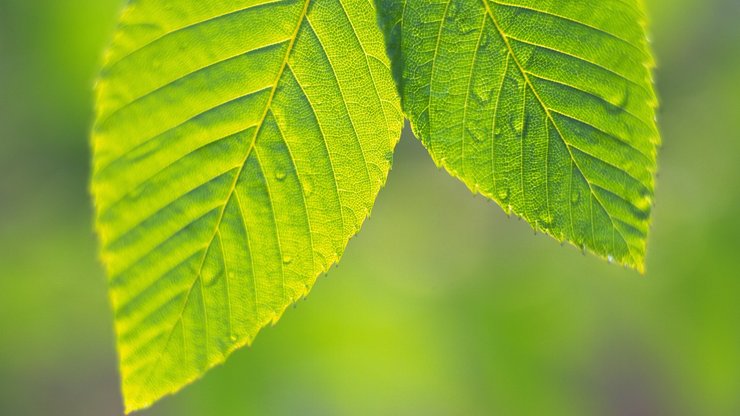 小清新 护眼壁纸 绿色 叶 植物