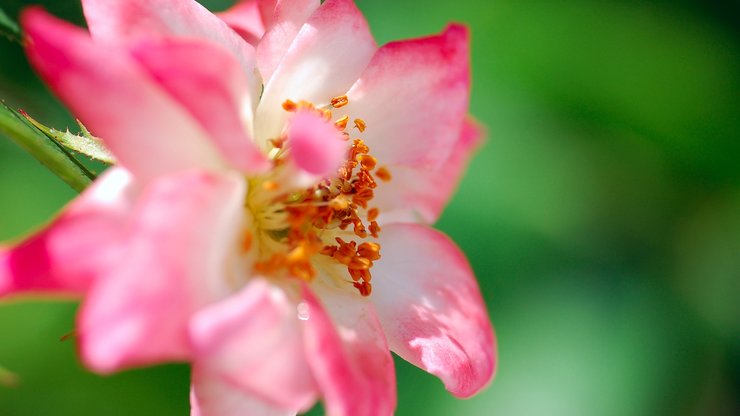 小清新 娇艳欲滴 花卉