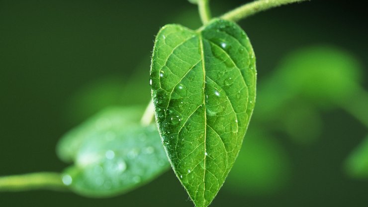 水珠 绿叶 嫩芽 护眼壁纸