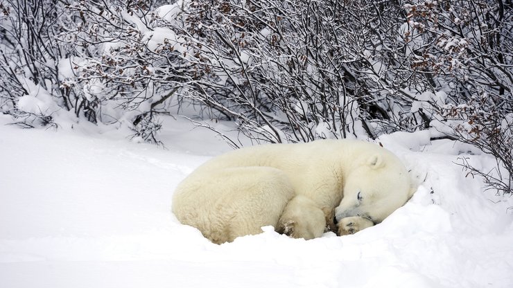萌宠 动物 可爱 萌物 野生动物 北极熊 卖萌图 睡觉中 极地物种 儿童桌面专用