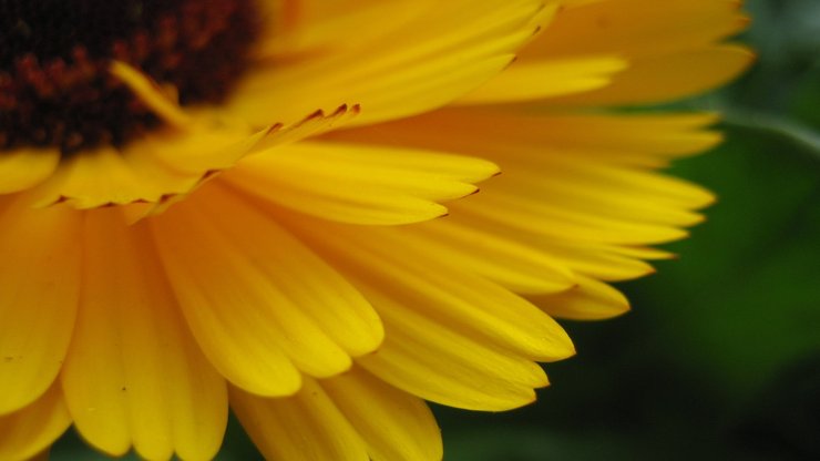 小清新 静物写真 花卉