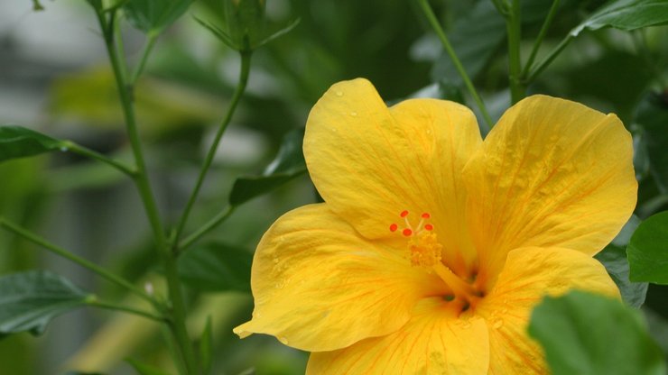 小清新 静物写真 花卉