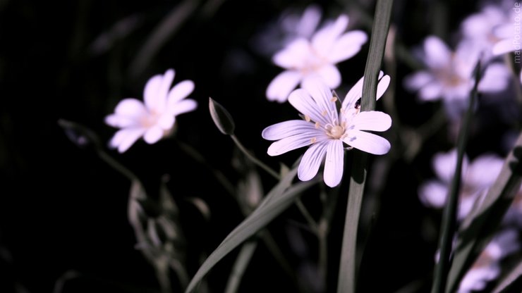 小清新 清新淡雅 花卉