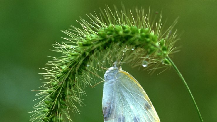 春 之 绿 植物 昆虫图 蝴蝶