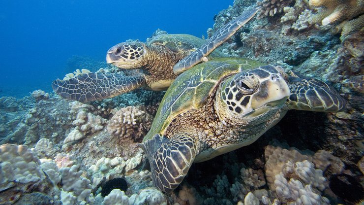 萌宠 海龟 海底世界