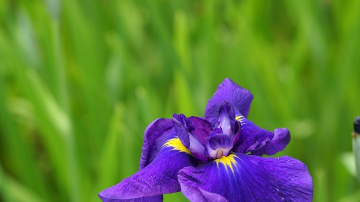 小清新 静物写真 花卉