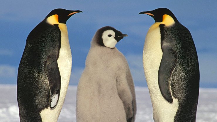 极地物种 企鹅