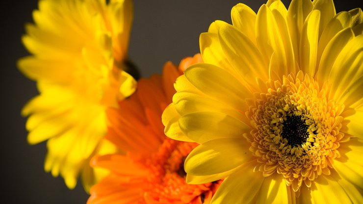 小清新 静物写真 静物 花卉