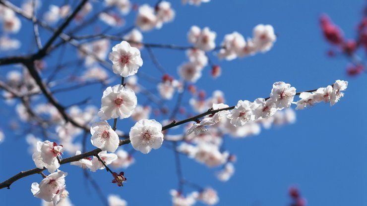 小清新 清新淡雅 花卉