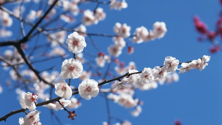 小清新 清新淡雅 花卉