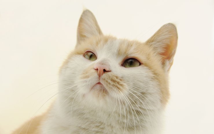 安卓手机萌宠 动物 喵星人 猫 猫咪专辑 一双铁筷高清壁纸