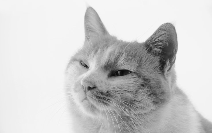 安卓手机萌宠 动物 喵星人 猫 猫咪专辑 一双铁筷高清壁纸