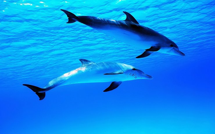 安卓手机动物 海底世界 海洋生物高清壁纸