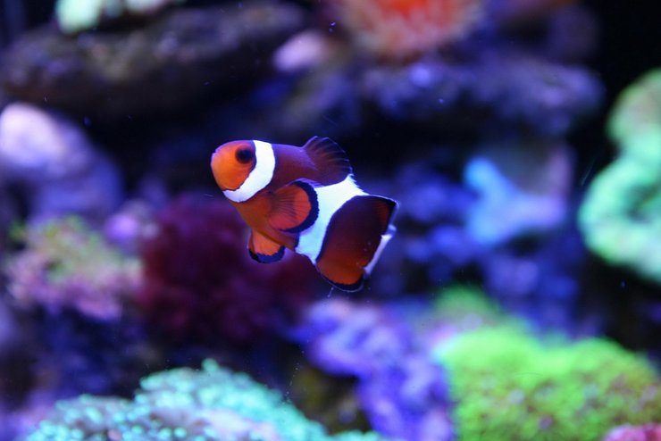 安卓手机动物 海底世界 海洋生物高清壁纸