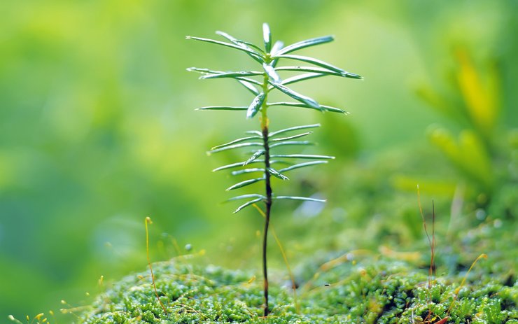 安卓手机小清新 植物 绿色 护眼壁纸 绿色心情高清壁纸