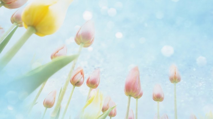 安卓植物 花朵 郁金香 摄影 微距手机壁纸
