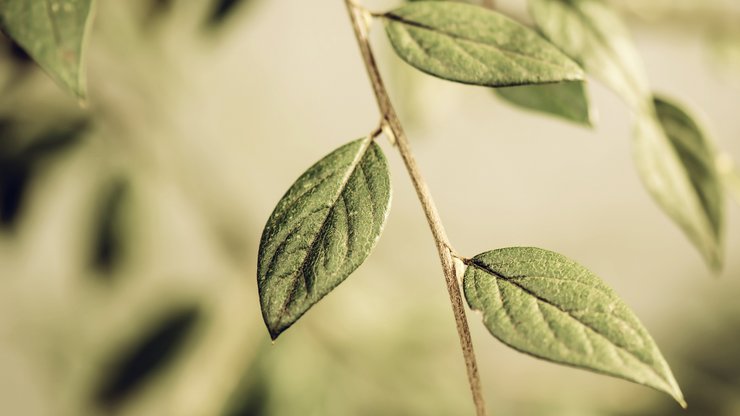 安卓手机植物 树叶 摄影 微距高清壁纸