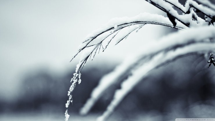 安卓手机风景 植物 白雪 冬天 冬季高清壁纸