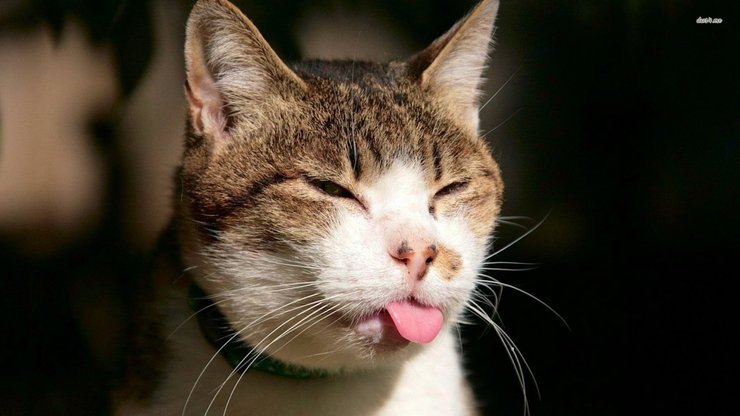 安卓手机萌宠 喵星人 猫咪 卖萌高清壁纸