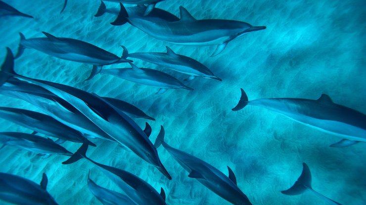 安卓手机萌宠 动物 海洋生物 海豚高清壁纸