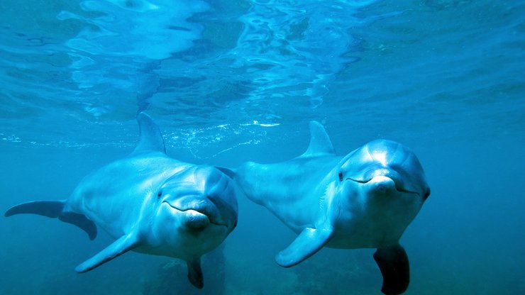 安卓萌宠 动物 海洋生物 海豚手机壁纸