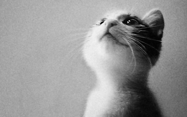 安卓手机宠物 猫 喵星人高清壁纸
