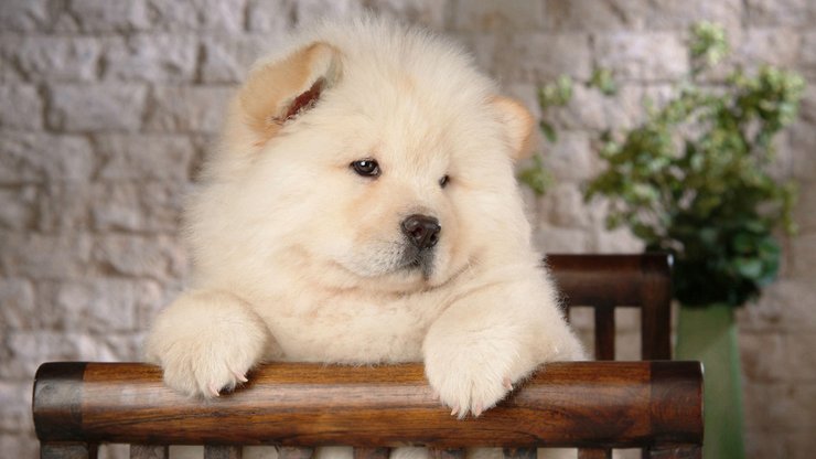 安卓手机宠物 狗 汪星人 松狮犬高清壁纸