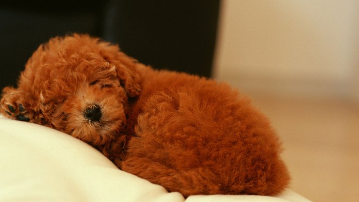安卓手机宠物 狗 汪星人 泰迪犬高清壁纸