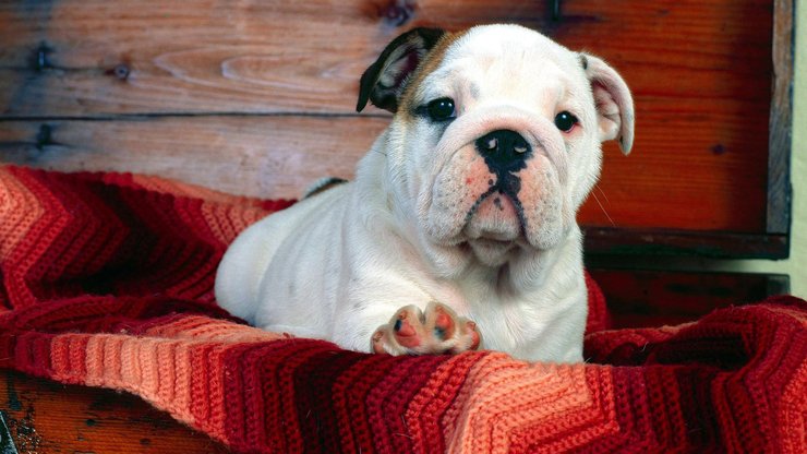 安卓手机宠物 狗 汪星人 斗牛犬高清壁纸