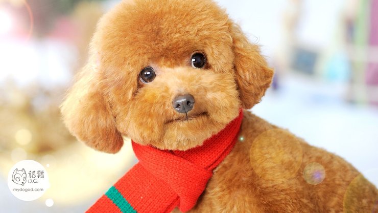 安卓手机宠物 狗 汪星人 泰迪犬高清壁纸