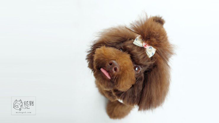 安卓手机宠物 狗 汪星人 泰迪犬高清壁纸