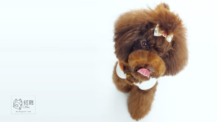 安卓手机宠物 狗 汪星人 泰迪犬高清壁纸