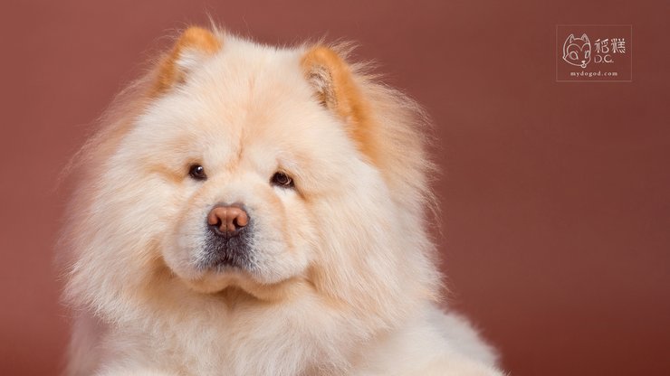 安卓手机宠物 狗 汪星人 松狮犬高清壁纸