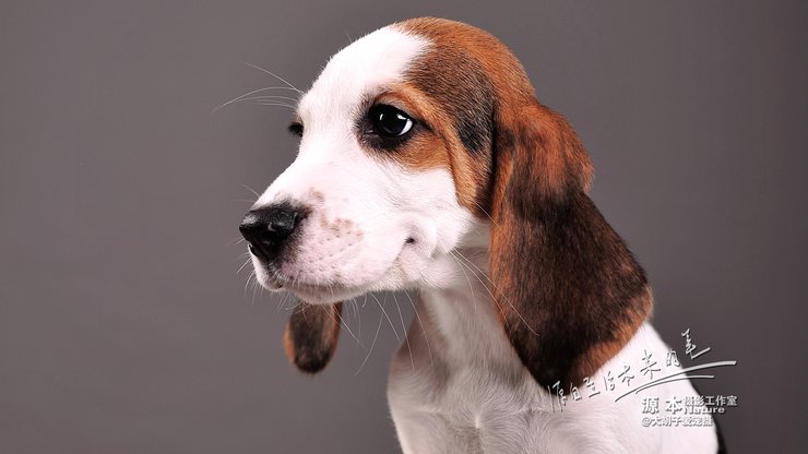 安卓手机宠物 狗 汪星人 比格猎犬高清壁纸