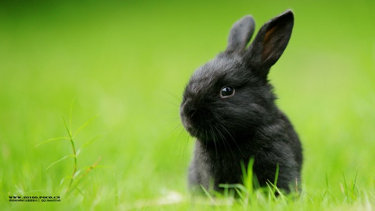 安卓萌宠兔子v兔子宠物火柴野生动物卖萌可爱壁纸手机大熊猫林惠2019图片