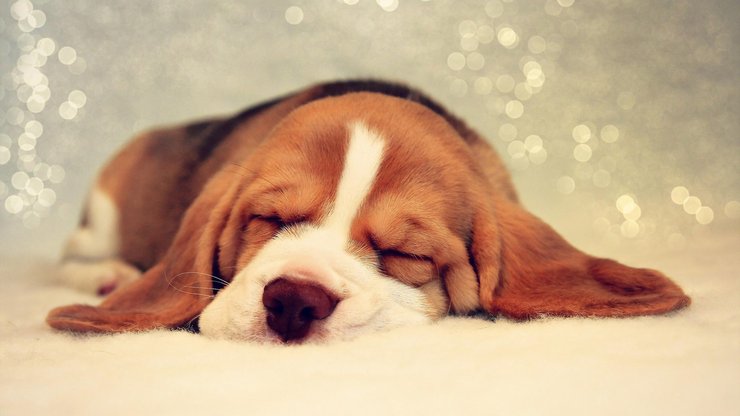 安卓手机宠物 狗 汪星人 比格猎犬高清壁纸