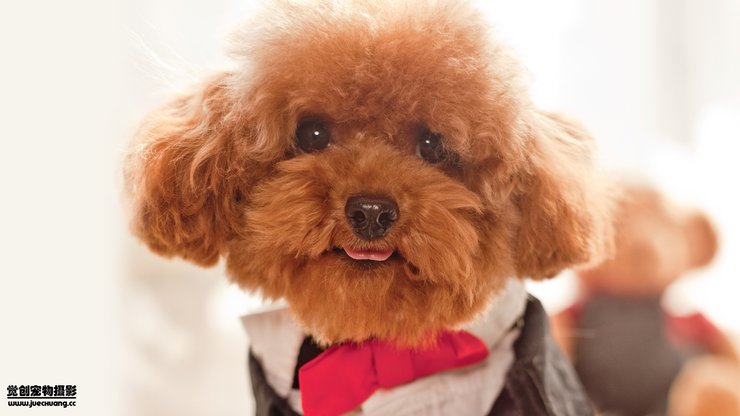 安卓手机宠物 狗 汪星人 泰迪犬高清壁纸