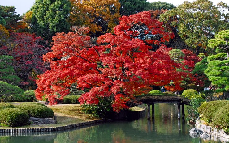 安卓手机风景 秋意正浓高清壁纸