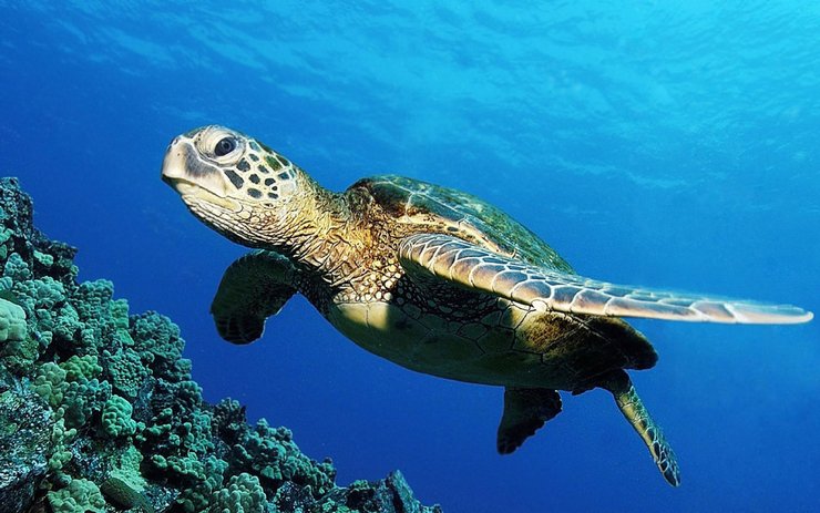 安卓手机萌宠 海龟 海底世界高清壁纸